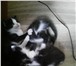 Фотография в  Отдам даром-приму в дар Подарю шикарных пушистых котят от очень умной в Красноярске 5