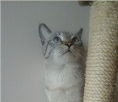 Фотография в Домашние животные Вязка Тайский кот окраса сил тебби-пойнт ищет кошечку, в Благовещенске 0
