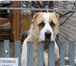 Фотография в Домашние животные Вязка собак Кобель для вязки.Имеется родословная и клеймо.Липецк. в Липецке 0