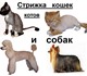 Скачать изображение Услуги для животных Стрижка кошек, котов и собак, Москва, Чехов, Серпухов, 3847683 в Москве Фотография в Домашние животные Услуги для животных Стрижка кошек, котов и собак на дому у клиента в Москве 1 500