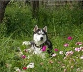Изображение в Домашние животные Вязка собак Кобель для вязки, черно -белый, голубые глаза. в Калуге 0