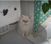 Фото в Домашние животные Вязка Ищу персидского кота для вязки.Кошка:окрас в Оренбурге 100