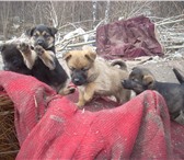 Foto в Домашние животные Отдам даром Замечательные щенки - красавцы: мальчики в Тольятти 0