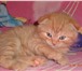 Продам котенка недорого 1384696 Скоттиш фолд короткошерстная фото в Сыктывкаре