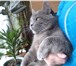 Изображение в Домашние животные Вязка вязка с британским котом Голубой британский в Екатеринбурге 1 500