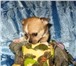 От титулованных родителей предлагаются щенки породы чихуа-хуа,  Мальчики и девочки, дш и гш, разли 64813  фото в Москве