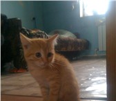 Рыженький персик 3676742 Американский керл фото в Екатеринбурге