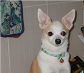 Изображение в Домашние животные Вязка собак Активный мальчик Той-терьер (2,5 кг), окрас в Ижевске 1 500
