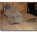 Foto в Домашние животные Услуги для животных Стрижка кошек без наркоза с выездом на дом.Стрижка в Петрозаводске 700