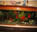 Фотография в Домашние животные Рыбки Продам аквариум на 450 литров с крышкой и в Новокузнецке 15 000