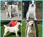 Щенок девочка Среднеазиатской овчарки  (САО,  Туркменский алабай) 3936362 Среднеазиатская овчарка фото в Екатеринбурге