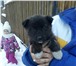 Фото в Домашние животные Отдам даром Отдадим в ответственные руки щенка от средней в Улан-Удэ 0