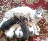 Фото в Домашние животные Отдам даром Озорные котята ждут заботливых и любящих в Чите 2