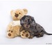 Продаются щенки длинношерстной миниатюрной таксы от племенного питомника «ТАВИ», два кобеля чёрно- 67072  фото в Москве