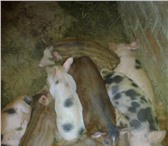 Фото в Домашние животные Другие животные продам привитых поросят 1,5 месяца 8кг мясная в Ростове-на-Дону 4 000