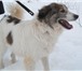 Пунш – пушистый пес, среднего размера (в холке около 50см), кастрирован, возраст около 4-5 лет, 64796  фото в Москве