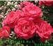 Фотография в Домашние животные Растения Морозостойкие парковые розы почтой осень в Москве 200