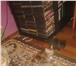 Продаю котенка породы курильский бобтейл 4011055 Курильский бобтейл фото в Барнауле