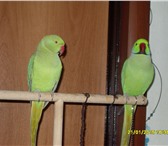 Фото в Домашние животные Птички Продам пару ожереловых попугаев. девочке в Челябинске 12 000