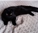 Фото в Домашние животные Вязка Вязка с котом скоттиш-фолд. Окрас чёрный. в Благовещенске 500