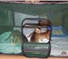 Изображение в Домашние животные Товары для животных Уважаемые заводчики кошек и мелких пород в Москве 2 500