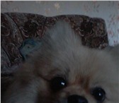 Фото в Домашние животные Вязка собак Возраст 2,5 года серцефицирован, родители в Прокопьевске 0