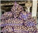Foto в Прочее,  разное Разное Продаем с/х продукцию для производства замороженных в Москве 28