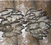 Фотография в Домашние животные Растения Не всегда в природе большой урожай на грибы. в Перми 2 100