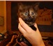 Отдаем котят в добрые руки 2909466 Домашняя кошка фото в Москве