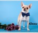 Фотография в Домашние животные Вязка собак Чихуахуа мини  кобель Юкки бело-кремовый, в Москве 1 000