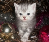 Котята кошечки и котики 1735248 Скоттиш фолд фото в Барнауле