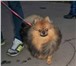 Foto в Домашние животные Вязка собак Предлагается кобель Померанского шпица на в Твери 2 000
