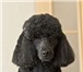 Изображение в Домашние животные Услуги для животных Предлагаю услуги по груммингу (стрижка, тримминг, в Костроме 700