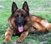 Щенки немецкой овчарки в питомнике 1873965 Немецкая овчарка фото в Екатеринбурге