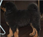 Продаются щенки тибетского мастифа 4008698 Тибетский мастифф фото в Ульяновске