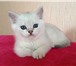 Британские Серебристые Шиншиллы 2097424 Британская короткошерстная фото в Санкт-Петербурге