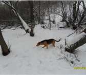 Foto в Домашние животные Потерянные 31 августа в Агаповке пропала собака породы в Магнитогорске 1 000