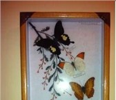 Изображение в Хобби и увлечения Коллекционирование Продаю коллекцию бабочек (7 видов),  оформленных в Москве 1 600