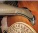 Фотография в Одежда и обувь Женская обувь Продаю женские демисезонные сапоги р-р 37 в Ижевске 3 500