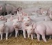 Foto в Домашние животные Разное Реализуем поросят и свиней ОПТОМ, от одного в Москве 100
