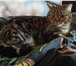 Foto в Домашние животные Вязка Шотландский прямоухий котик страйт окраса в Зеленоград 3 000