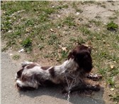 Фотография в Домашние животные Вязка собак Порода Русский спаниель, зовут "Тима", кобель, в Перми 1 000
