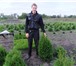 Изображение в Домашние животные Растения Смарагд и Брабант, выс. от 15 см до 1,7 м, в Москве 800