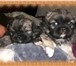 Щенки пекинеса рожденные 9 июня два мальчика, красивые умные щеночки ищут новых заботливых родите 68008  фото в Челябинске