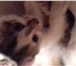 Кошечка Принцесса ищет Добрые ручки! 3709576 Домашняя кошка фото в Калуге
