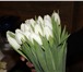 Фотография в Домашние животные Растения Осуществляем оптовые поставки свежих тюльпанов в Новосибирске 18