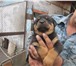 Фото в Домашние животные Вязка собак Продам щенков Ротвейлера, родились 27.07.2013 в Омске 6 000