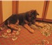 Фотография в Домашние животные Отдам даром Дарю щенка немецкой овчарки, сука, 2 месяца. в Москве 0