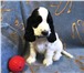 Очаровательный щенок английского кокер спаниеля 3790122 Английский кокер-спаниель фото в Смоленске