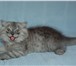 Продаются очаровательные шотландские прямоухие пушистые котята хайленд страйт,  Окрас как в рекламе 69496  фото в Москве